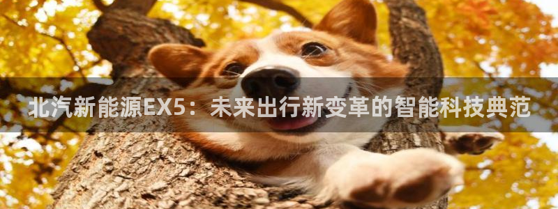 新宝GG创业奇迹